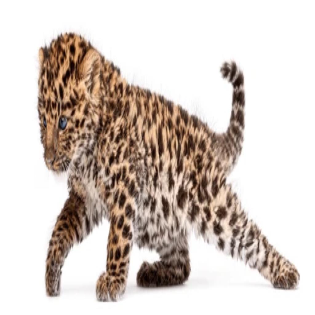 Walking Leopard Cub Plush Toy – Soft Wild Animal Collection